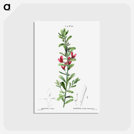 アートポストカード-Cocky's tongues - ピエール ジョゼフ ルドゥーテ Postcard.