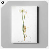 アートパネル-Wild onion illustration - ピエール ジョゼフ ルドゥーテ Canvas.
