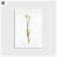 アートポストカード-Wild onion illustration - ピエール ジョゼフ ルドゥーテ Postcard.