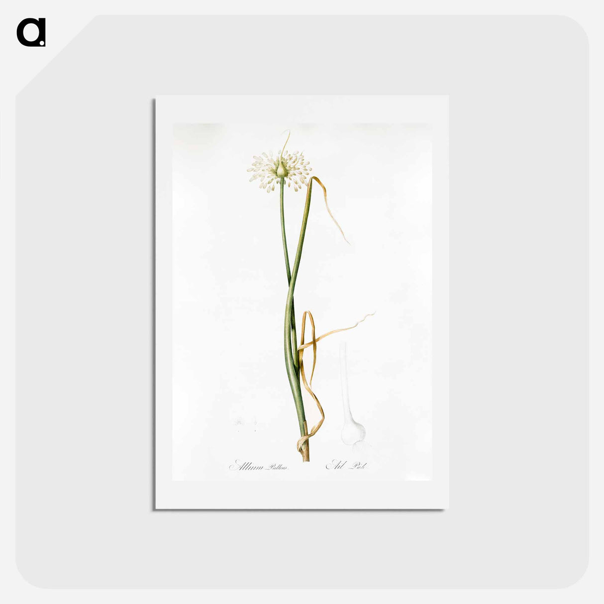 アートポストカード-Wild onion illustration - ピエール ジョゼフ ルドゥーテ Postcard.