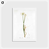 アートポストカード-Wild onion illustration - ピエール ジョゼフ ルドゥーテ Postcard.