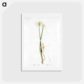 アートポストカード-Wild onion illustration - ピエール ジョゼフ ルドゥーテ Postcard.