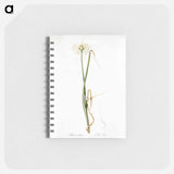 Wild onion illustration - ピエール ジョゼフ ルドゥーテ Memo.