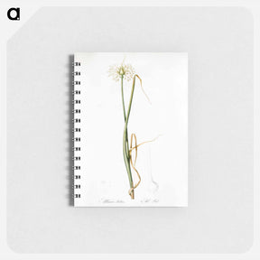 アートメモ帳-Wild onion illustration - ピエール ジョゼフ ルドゥーテ Memo.