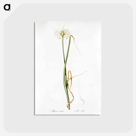 アートポストカード-Wild onion illustration - ピエール ジョゼフ ルドゥーテ Postcard.