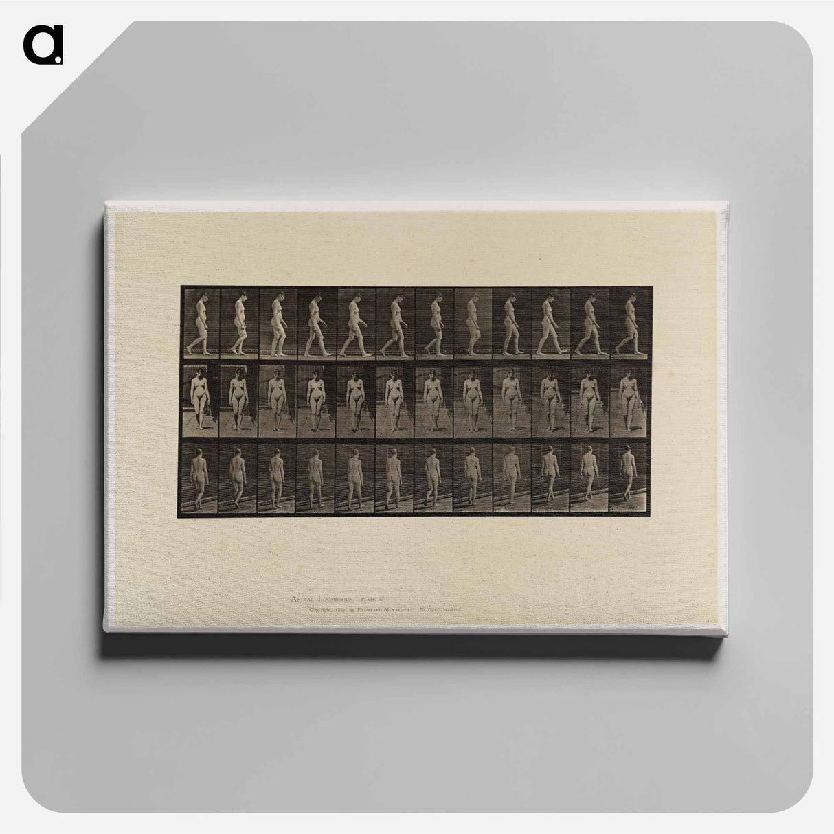 アートパネル-Naked Woman Walking
 - エドワード マイブリッジ Canvas.