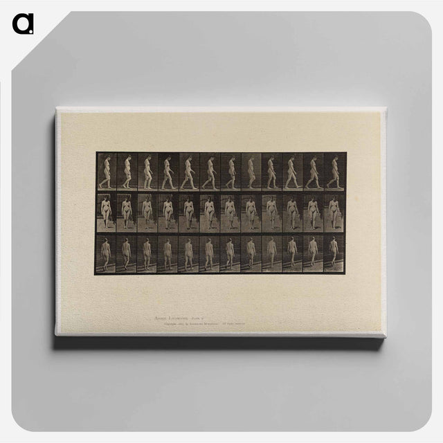 アートパネル-Naked Woman Walking
 - エドワード マイブリッジ Canvas.