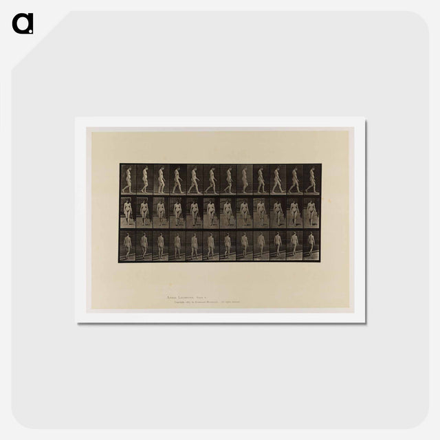 アートポストカード-Naked Woman Walking
 - エドワード マイブリッジ Postcard.