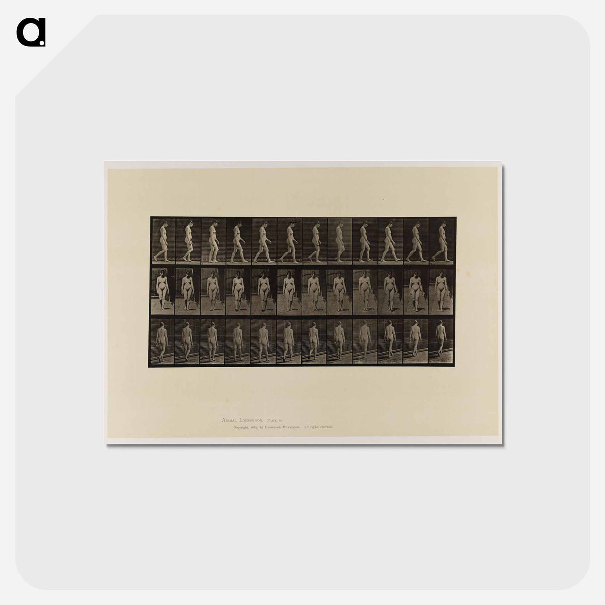 アートポストカード-Naked Woman Walking
 - エドワード マイブリッジ Postcard.