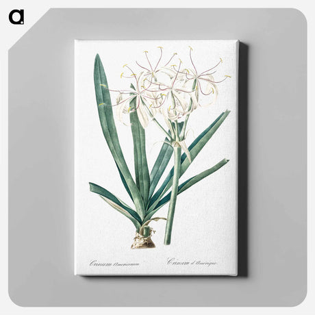 アートパネル-Florida swamp-lily illustration - ピエール ジョゼフ ルドゥーテ Canvas.