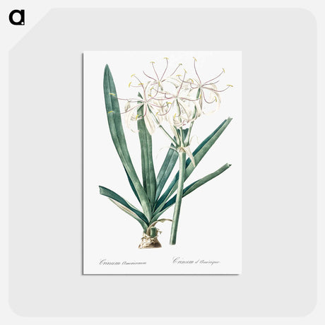 アートポストカード-Florida swamp-lily illustration - ピエール ジョゼフ ルドゥーテ Postcard.