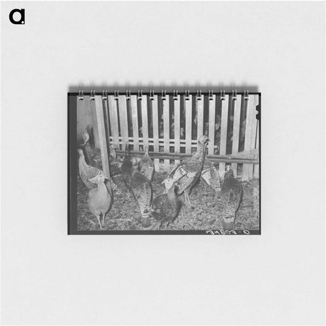 アートメモ帳-Chili Harvest, Taos County
 - ラッセル リー Memo.