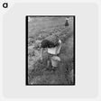 アートポストカード-Chili Harvest, Taos County
 - ラッセル リー Postcard.