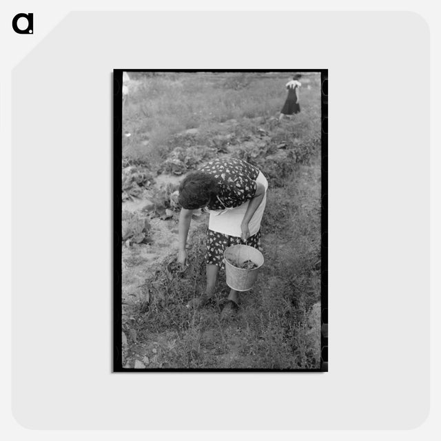 アートポストカード-Chili Harvest, Taos County
 - ラッセル リー Postcard.
