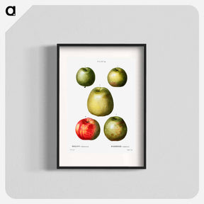 アートポスター-Apple - ピエール ジョゼフ ルドゥーテ Poster.