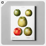 アートパネル-Apple - ピエール ジョゼフ ルドゥーテ Canvas.