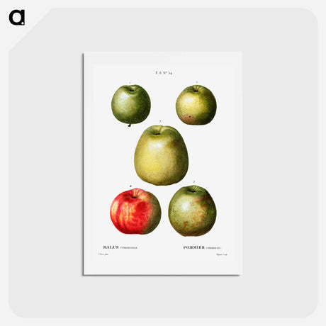 アートポストカード-Apple - ピエール ジョゼフ ルドゥーテ Postcard.