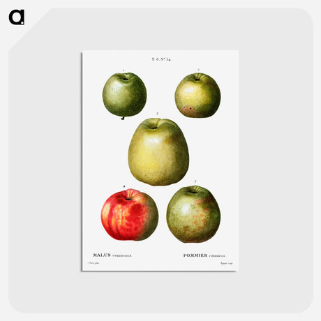 アートポストカード-Apple - ピエール ジョゼフ ルドゥーテ Postcard.