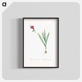 アートポスター-Gladiolus mucronatus illustration - ピエール ジョゼフ ルドゥーテ Poster.