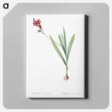 アートパネル-Gladiolus mucronatus illustration - ピエール ジョゼフ ルドゥーテ Canvas.