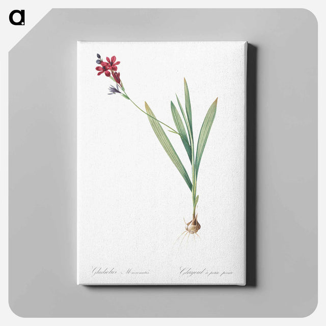 アートパネル-Gladiolus mucronatus illustration - ピエール ジョゼフ ルドゥーテ Canvas.