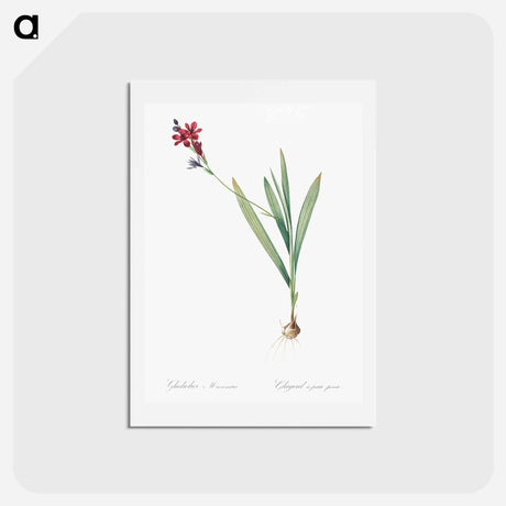 アートポストカード-Gladiolus mucronatus illustration - ピエール ジョゼフ ルドゥーテ Postcard.