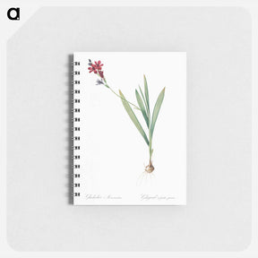 アートメモ帳-Gladiolus mucronatus illustration - ピエール ジョゼフ ルドゥーテ Memo.