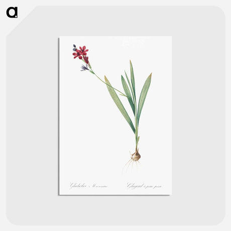 アートポストカード-Gladiolus mucronatus illustration - ピエール ジョゼフ ルドゥーテ Postcard.