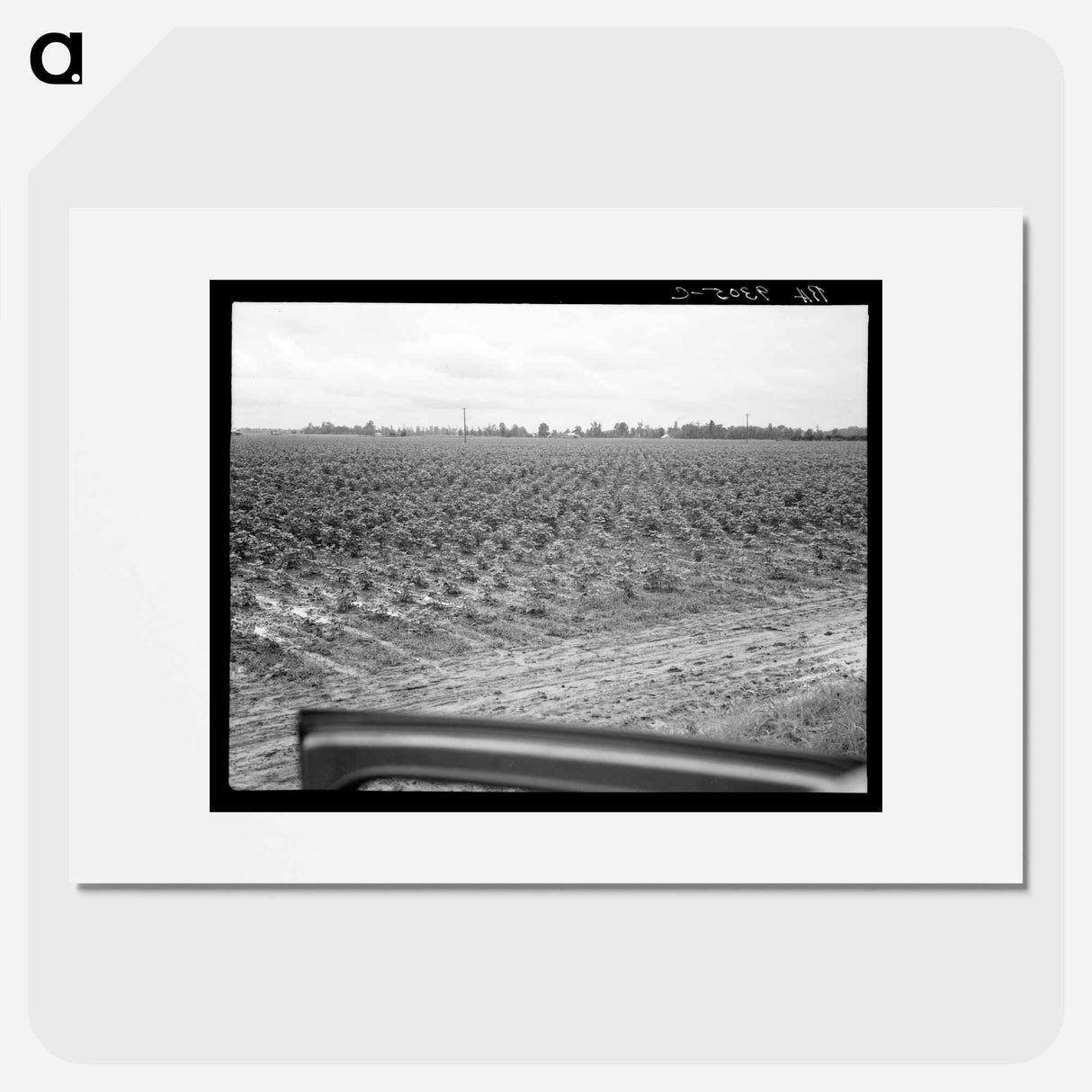 Check row planting of cotton - Dorothea Lange Poster.