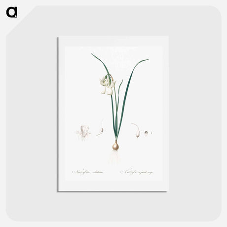 アートポストカード-Angel's tears - ピエール ジョゼフ ルドゥーテ Postcard.