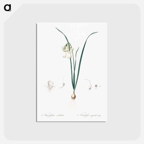 アートポストカード-Angel's tears - ピエール ジョゼフ ルドゥーテ Postcard.