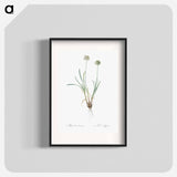 Allium carolinianum - ピエール ジョゼフ ルドゥーテ Poster.