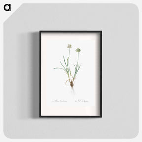 アートポスター-Allium carolinianum - ピエール ジョゼフ ルドゥーテ Poster.