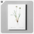 アートパネル-Allium carolinianum - ピエール ジョゼフ ルドゥーテ Canvas.