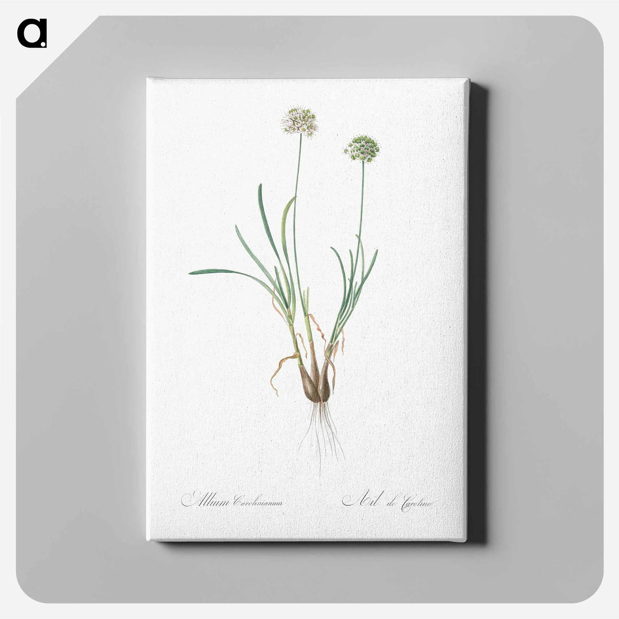 アートパネル-Allium carolinianum - ピエール ジョゼフ ルドゥーテ Canvas.