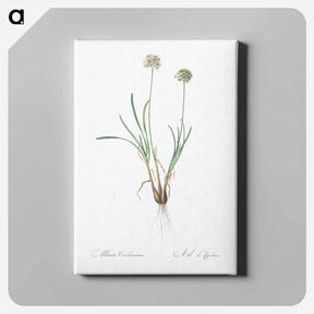アートパネル-Allium carolinianum - ピエール ジョゼフ ルドゥーテ Canvas.