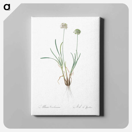 アートパネル-Allium carolinianum - ピエール ジョゼフ ルドゥーテ Canvas.