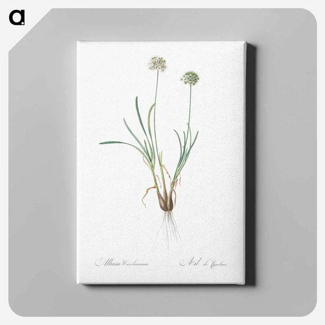 アートパネル-Allium carolinianum - ピエール ジョゼフ ルドゥーテ Canvas.