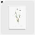 アートポストカード-Allium carolinianum - ピエール ジョゼフ ルドゥーテ Postcard.