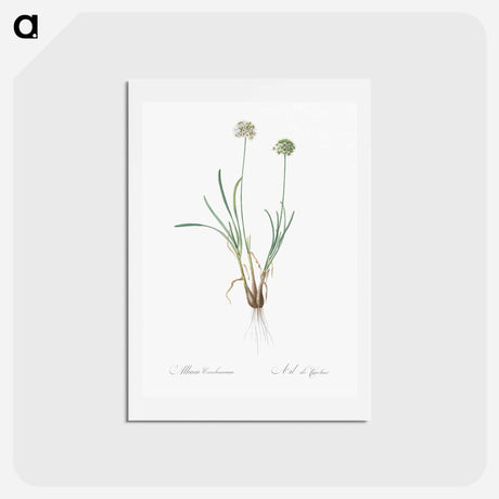 アートポストカード-Allium carolinianum - ピエール ジョゼフ ルドゥーテ Postcard.