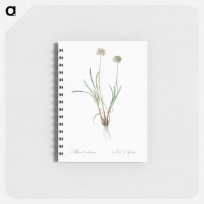 アートメモ帳-Allium carolinianum - ピエール ジョゼフ ルドゥーテ Memo.