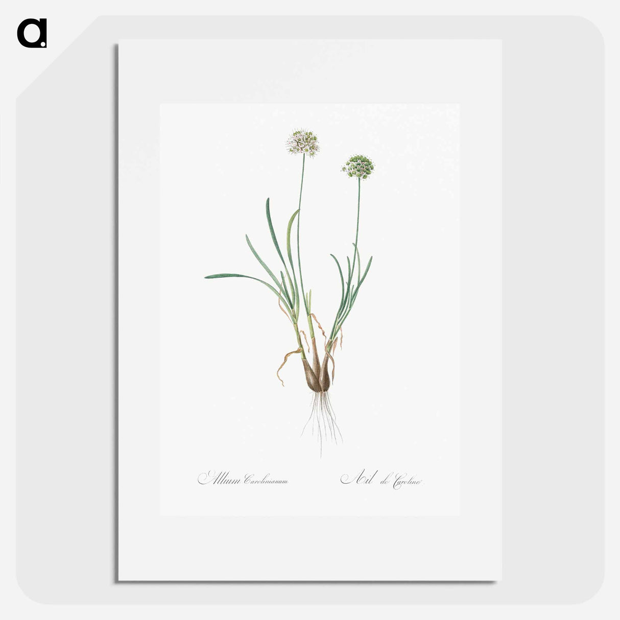 Allium carolinianum - ピエール ジョゼフ ルドゥーテ Poster.