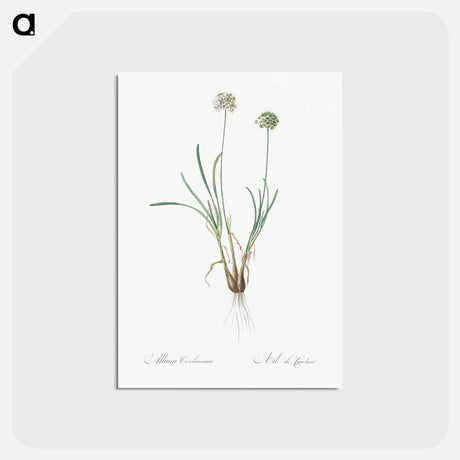 アートポストカード-Allium carolinianum - ピエール ジョゼフ ルドゥーテ Postcard.