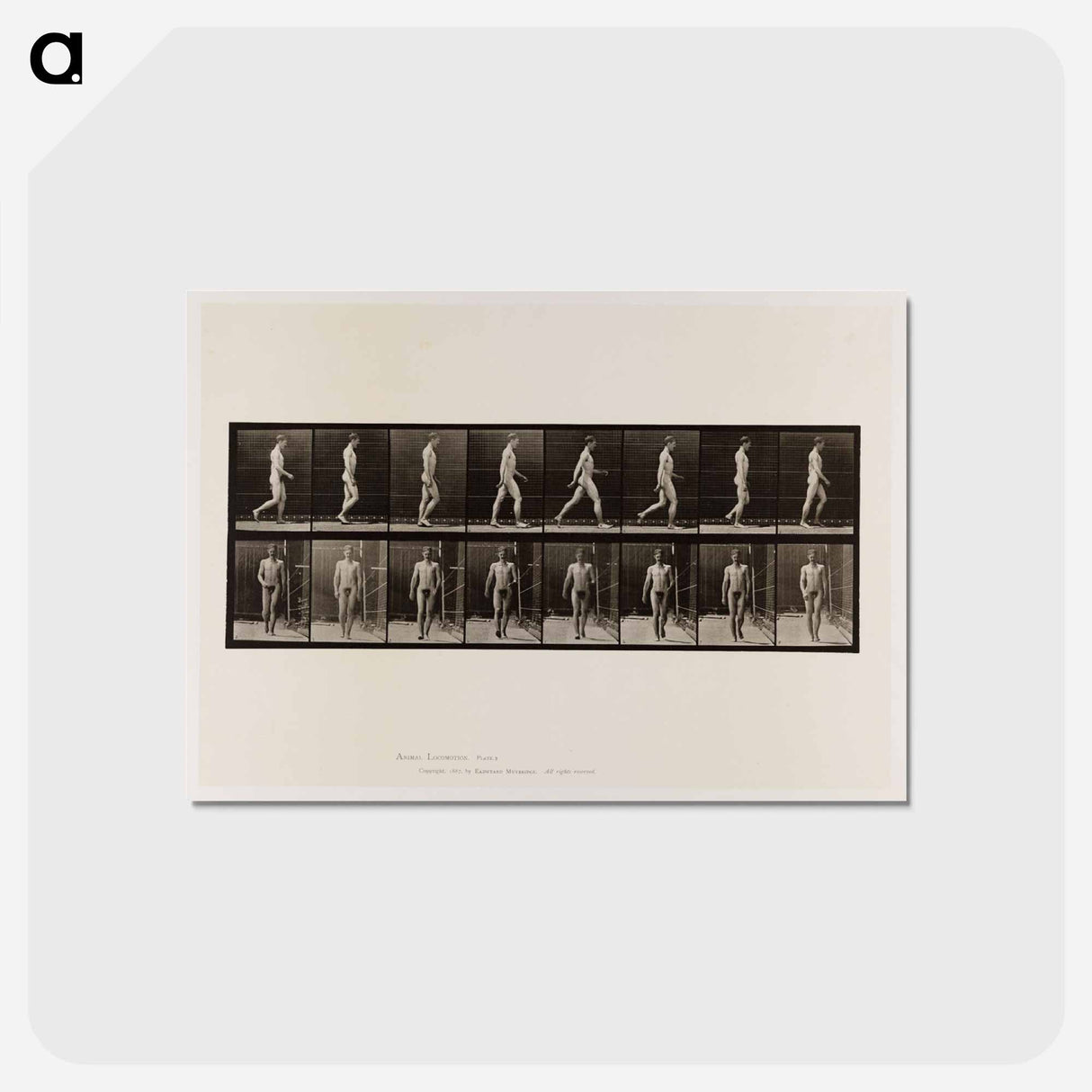 アートポストカード-Naked Man Walking
 - エドワード マイブリッジ Postcard.