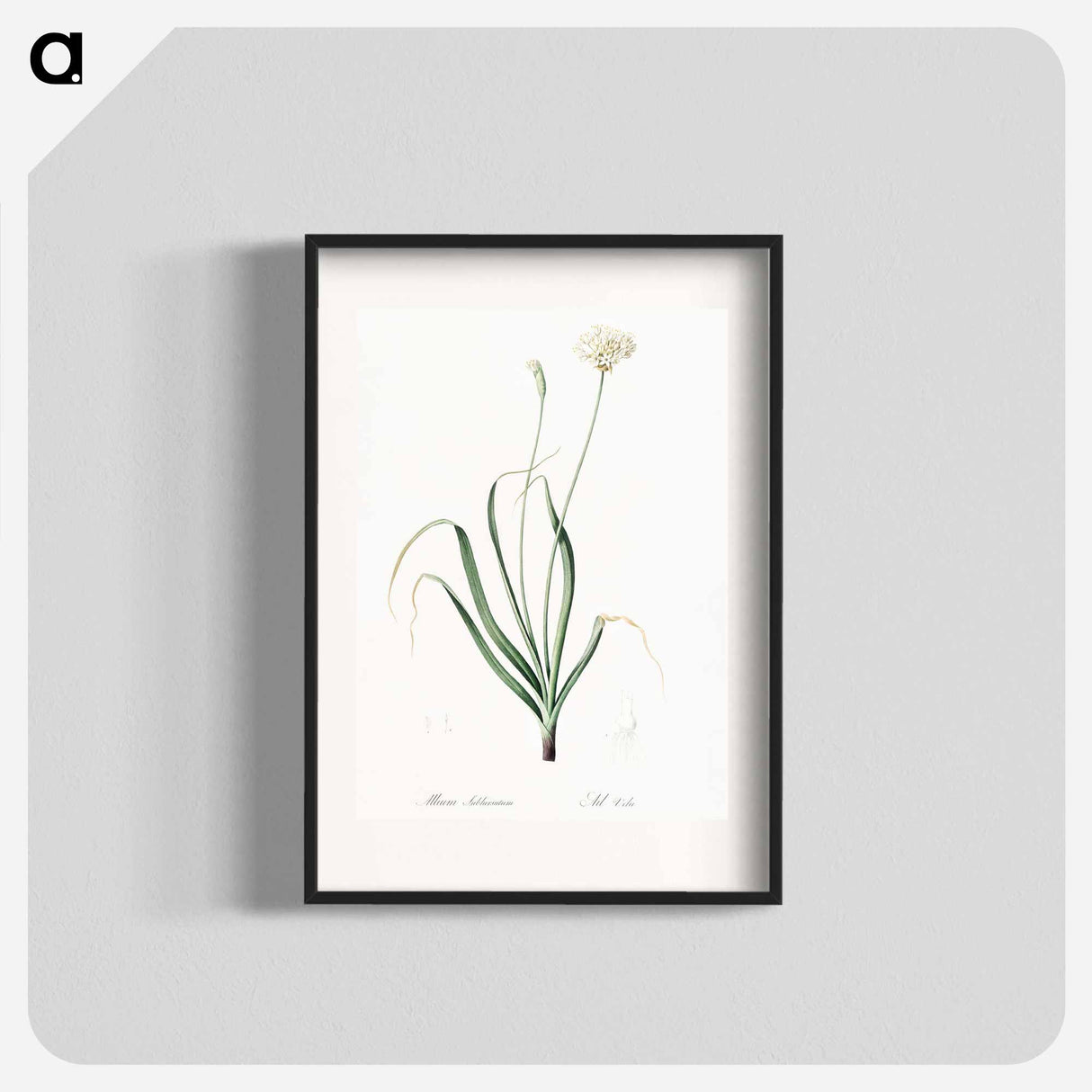 Hairy garlic illustration - ピエール ジョゼフ ルドゥーテ Poster.