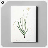 アートパネル-Hairy garlic illustration - ピエール ジョゼフ ルドゥーテ Canvas.