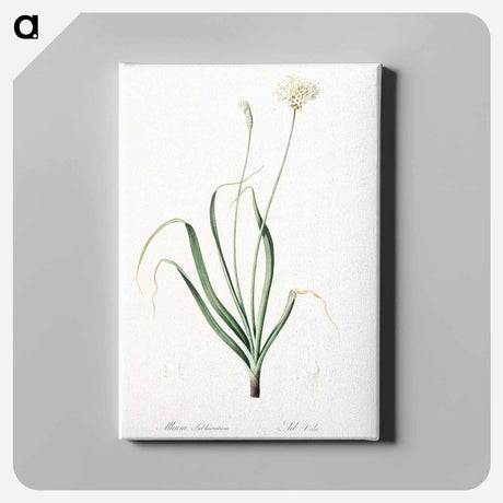 アートパネル-Hairy garlic illustration - ピエール ジョゼフ ルドゥーテ Canvas.