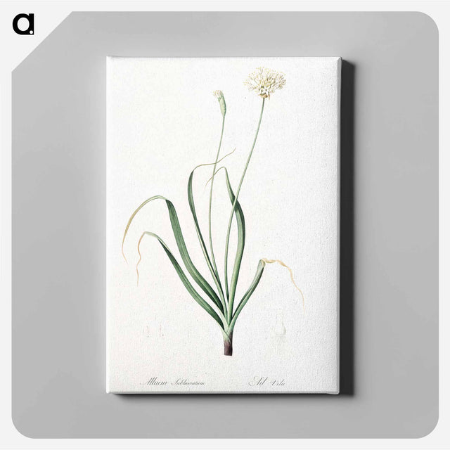 アートパネル-Hairy garlic illustration - ピエール ジョゼフ ルドゥーテ Canvas.