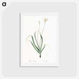 アートポストカード-Hairy garlic illustration - ピエール ジョゼフ ルドゥーテ Postcard.