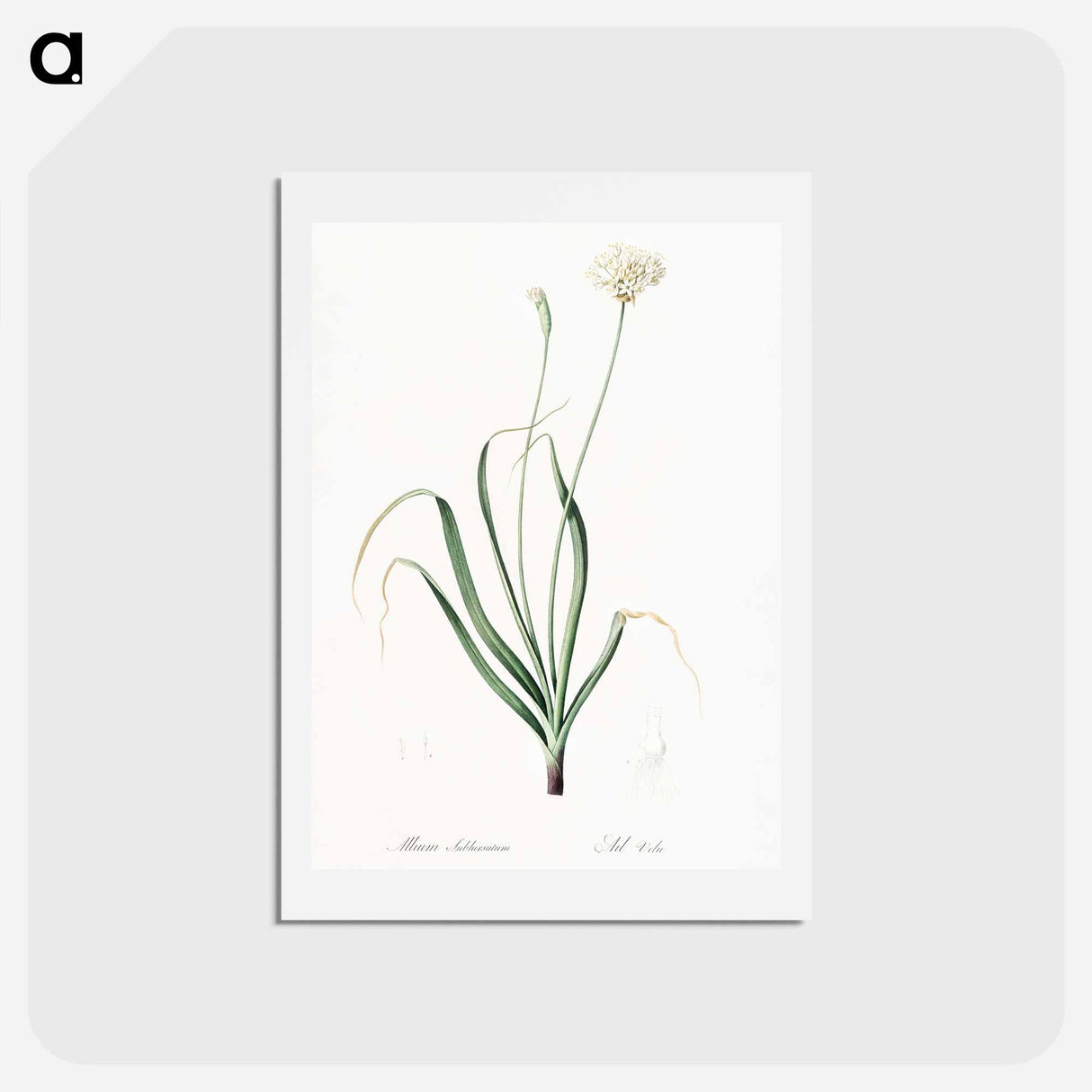 アートポストカード-Hairy garlic illustration - ピエール ジョゼフ ルドゥーテ Postcard.